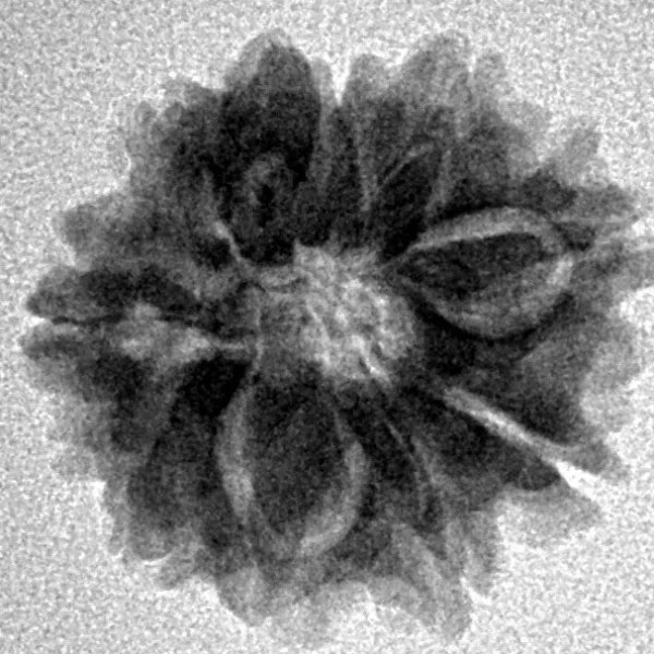 9 Mukhi Ganesh 19.7mm 2.46gm - Inverse xray