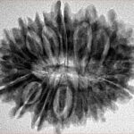 17 Mukhi Rudraksha 29.1mm 4.9gm - Inverse xray