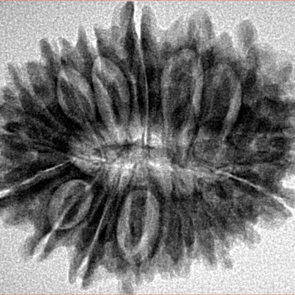 17 Mukhi Rudraksha 29.1mm 4.9gm - Inverse xray