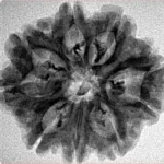 9 Mukhi Rudraksha 26.8mm 3.73gm - Inverse xray