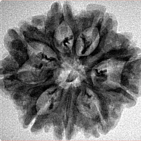 9 Mukhi Rudraksha 26.8mm 3.73gm - Inverse xray