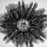 9 Mukhi Rudraksha 27.9mm 7.32gm - Inverse xray