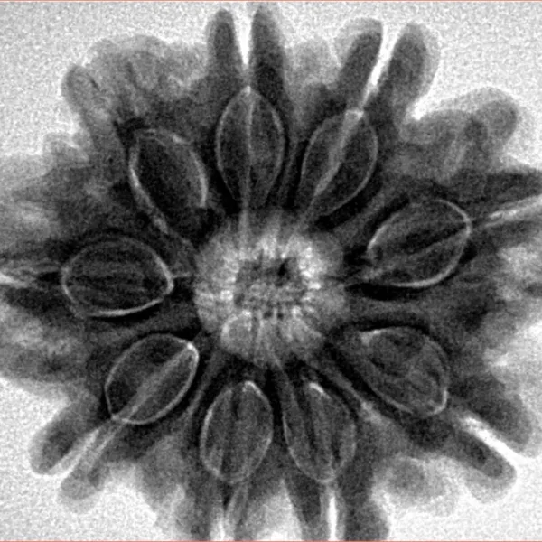 9 Mukhi Rudraksha 27.9mm 7.32gm - Inverse xray