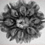 9 Mukhi Rudraksha 26.3mm 3.77gm - Inverse xray