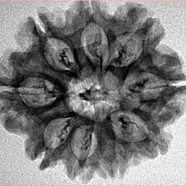 9 Mukhi Rudraksha 26.3mm 3.77gm - Inverse xray