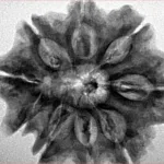 9 Mukhi Rudraksha 28.4mm 6gm - Inverse xray