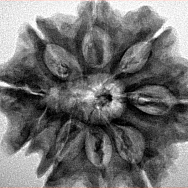 9 Mukhi Rudraksha 28.4mm 6gm - Inverse xray