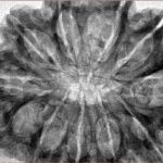 11 Mukhi Rudraksha 35mm 8gm - Inverse xray