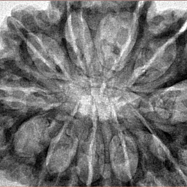 11 Mukhi Rudraksha 35mm 8gm - Inverse xray