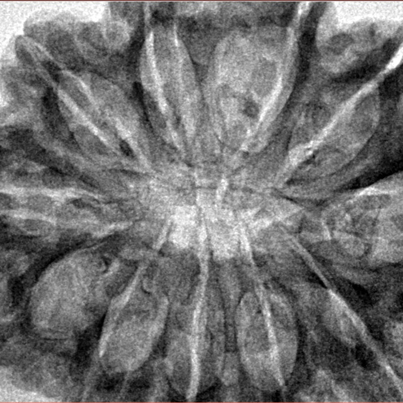 11 Mukhi Rudraksha 35mm 8gm - Inverse xray