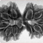 10 Mk Gaurishankar 35.2mm 7gm - Inverse xray