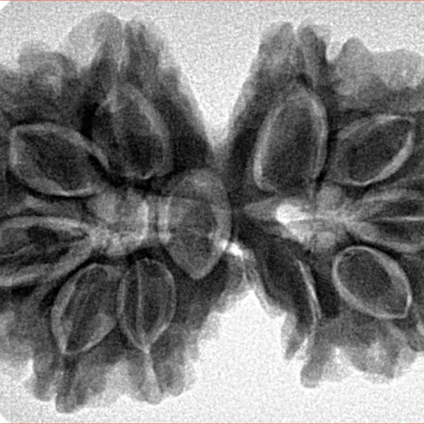 10 Mk Gaurishankar 35.2mm 7gm - Inverse xray