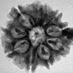 9 Mukhi Ganesh 25.8mm 3.61gm - Inverse xray