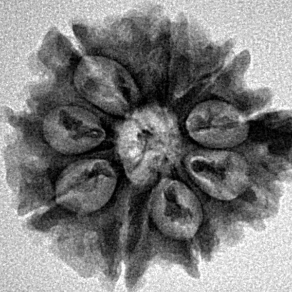 9 Mukhi Ganesh 25.8mm 3.61gm - Inverse xray