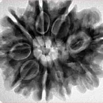 9 Mukhi Rudraksha 29mm 6.58gm - Inverse xray