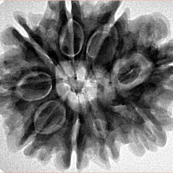 9 Mukhi Rudraksha 29mm 6.58gm - Inverse xray