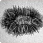 16 Mukhi Rudraksha 26.6mm 3.38gm - Inverse xray