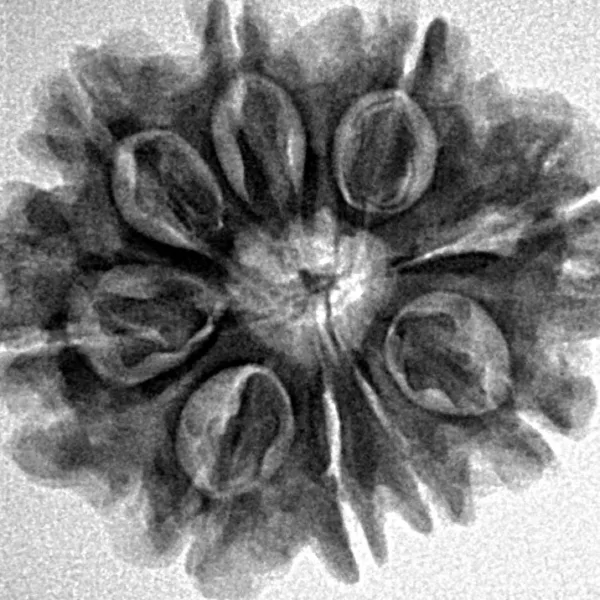 9 Mukhi Rudraksha 25.4mm 4.23gm - Inverse xray