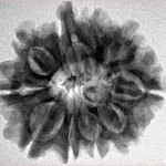 10 Mukhi Ganesh 26.5mm 4.75gm - Inverse xray