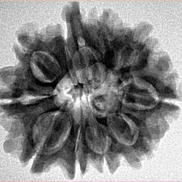 10 Mukhi Ganesh 26.5mm 4.75gm - Inverse xray