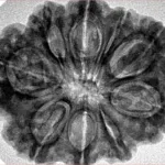 9 Mukhi Rudraksha 31.6mm 6.56gm - Inverse xray
