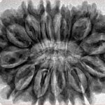 14 Mukhi Rudraksha 34.8mm 7.07gm - Inverse xray