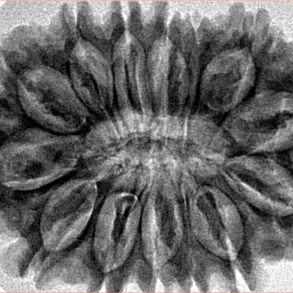 14 Mukhi Rudraksha 34.8mm 7.07gm - Inverse xray