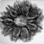 9 Mukhi Rudraksha 28mm 5.14gm - Inverse xray