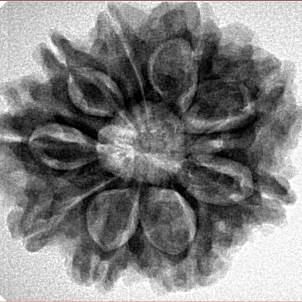 9 Mukhi Rudraksha 28mm 5.14gm - Inverse xray