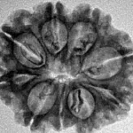 9 Mukhi Rudraksha 25mm 3.71gm - Inverse xray