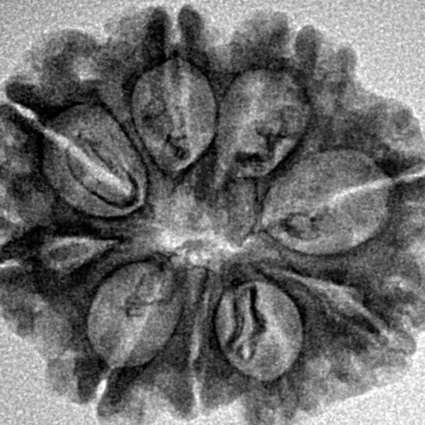 9 Mukhi Rudraksha 25mm 3.71gm - Inverse xray
