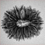 12 Mukhi Rudraksha 24.2mm 3.47gm - Inverse xray