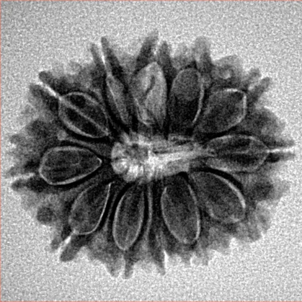 12 Mukhi Rudraksha 24.2mm 3.47gm - Inverse xray
