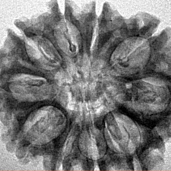 10 Mukhi Rudraksha 28.1mm 4gm - Inverse xray