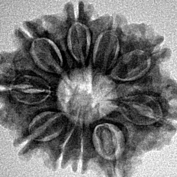 10 Mukhi Rudraksha 25.2mm 4.07gm - Inverse xray