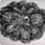 9 Mukhi Rudraksha 29mm 4.32gm - Inverse xray