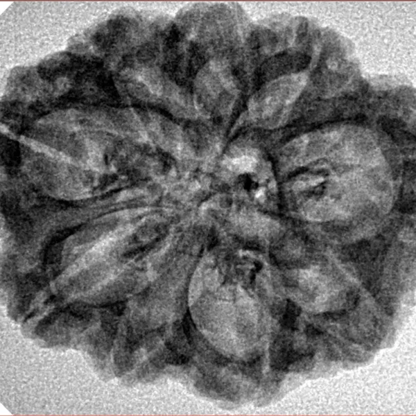 9 Mukhi Rudraksha 29mm 4.32gm - Inverse xray