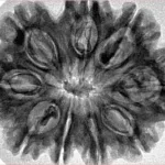 9 Mukhi Rudraksha 31.4mm 6.41gm - Inverse xray