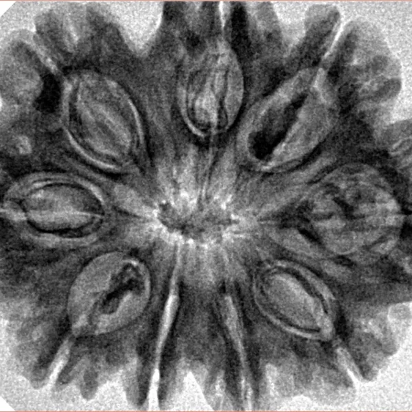 9 Mukhi Rudraksha 31.4mm 6.41gm - Inverse xray