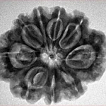 9 Mukhi Rudraksha 27.3mm 4.94gm - Inverse xray