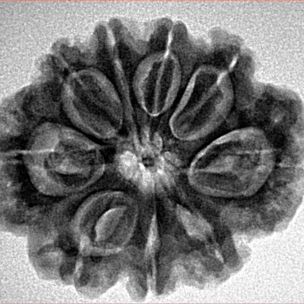 9 Mukhi Rudraksha 27.3mm 4.94gm - Inverse xray