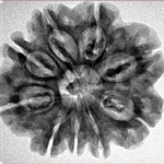 9 Mukhi Rudraksha 26.9mm 4.6gm - Inverse xray