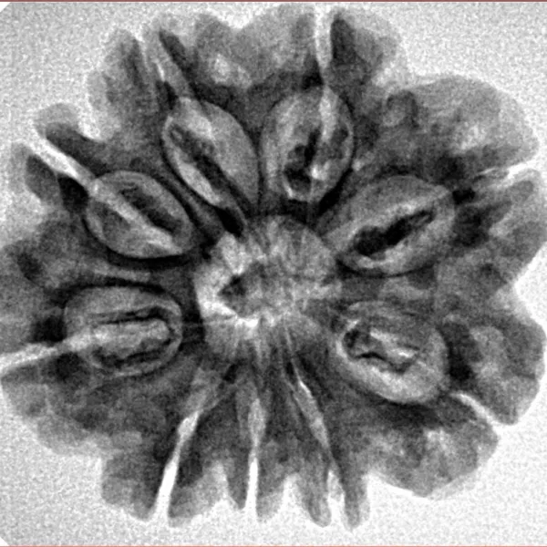 9 Mukhi Rudraksha 26.9mm 4.6gm - Inverse xray