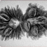 15 MK Gaurishankar 34.2mm 4.77gm - Inverse xray
