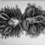 15 Mukhi Gaurishankar 34.2mm 4.77gm - Inverse xray