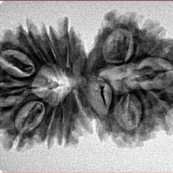 15 Mukhi Gaurishankar 34.2mm 4.77gm - Inverse xray