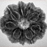 9 Mukhi Rudraksha 25.2mm 5.15gm - Inverse xray