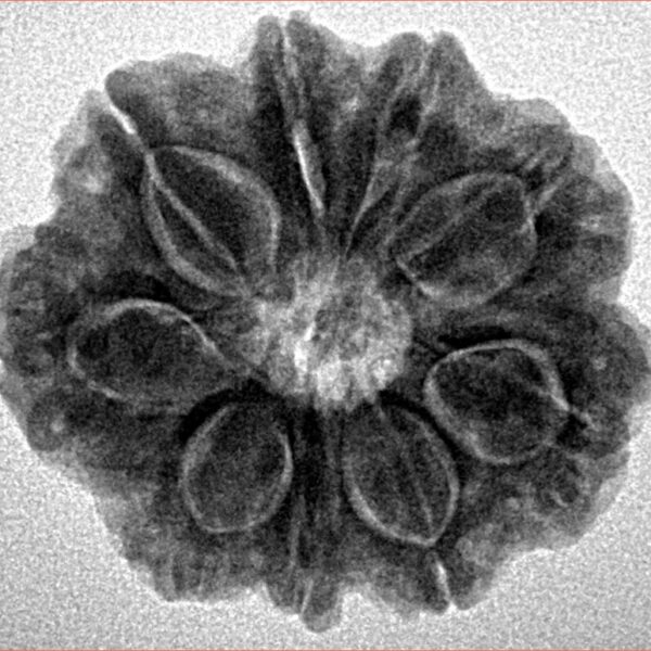 9 Mukhi Rudraksha 25.2mm 5.15gm - Inverse xray