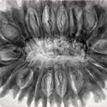 18 Mukhi Rudraksha 37.8mm 8.55gm - Inverse xray