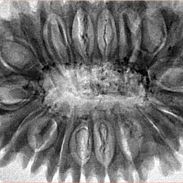 18 Mukhi Rudraksha 37.8mm 8.55gm - Inverse xray